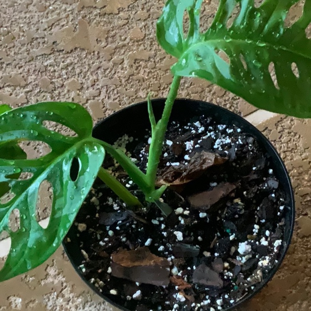 Monstera Adansonii 💥Swiss cheese🪴🧀 - Picture 2 of 3